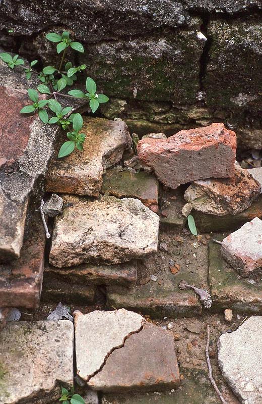 WT 0800 132-24 Thailand.jpg